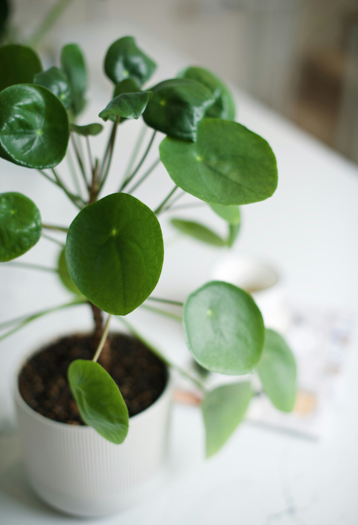 plant
